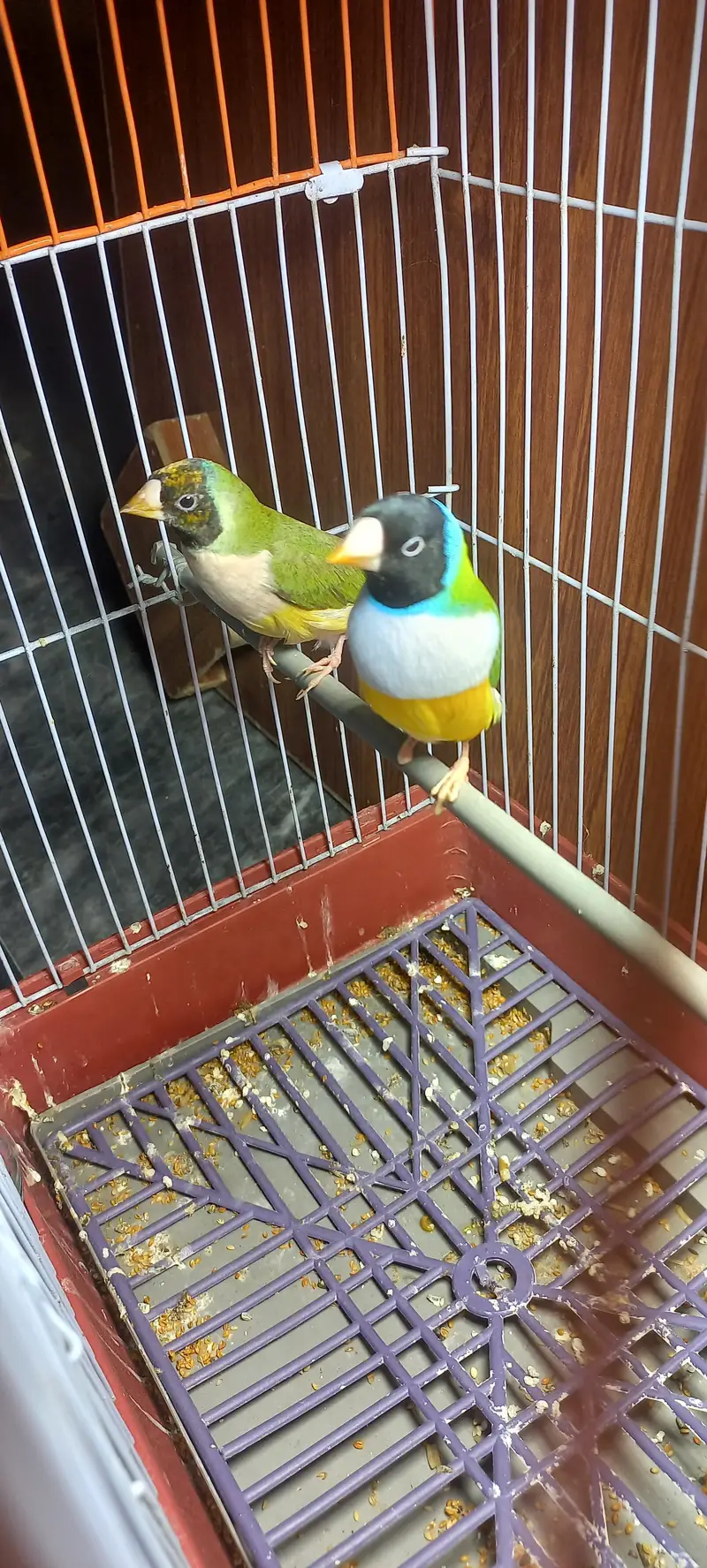 gouldian pair 3000 — photo 4