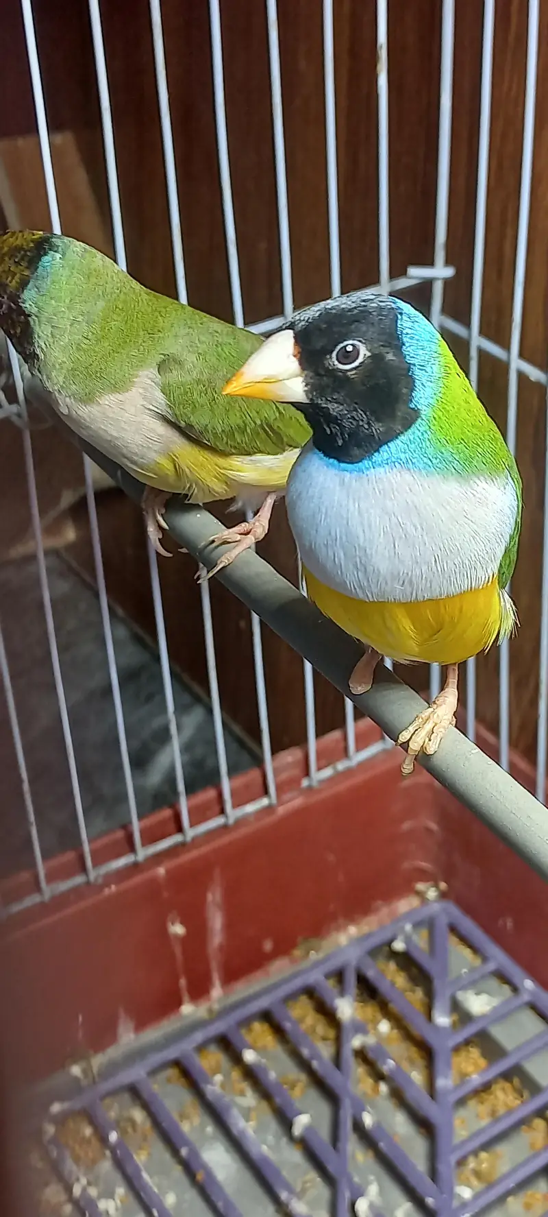 gouldian pair 3000 — photo 5