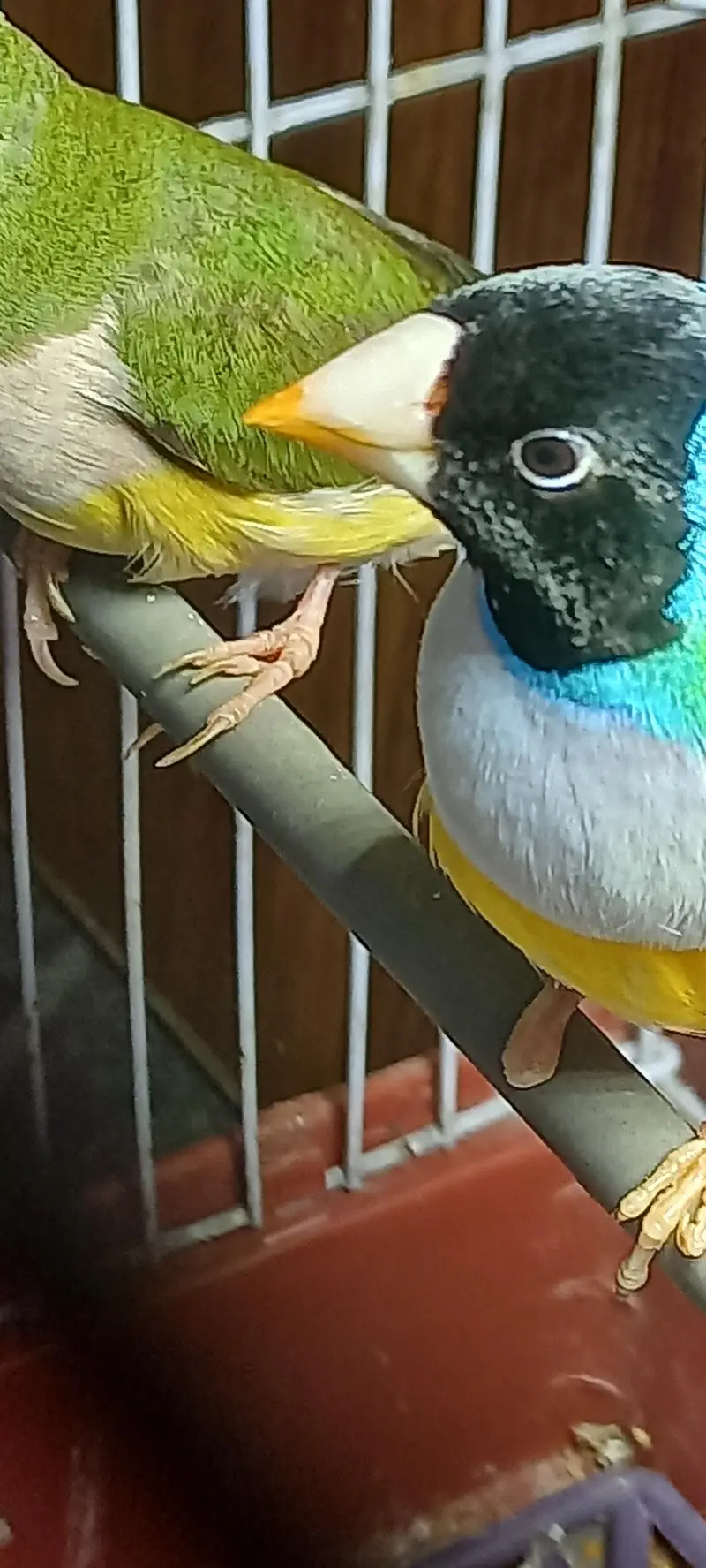 gouldian pair 3000 — photo 6