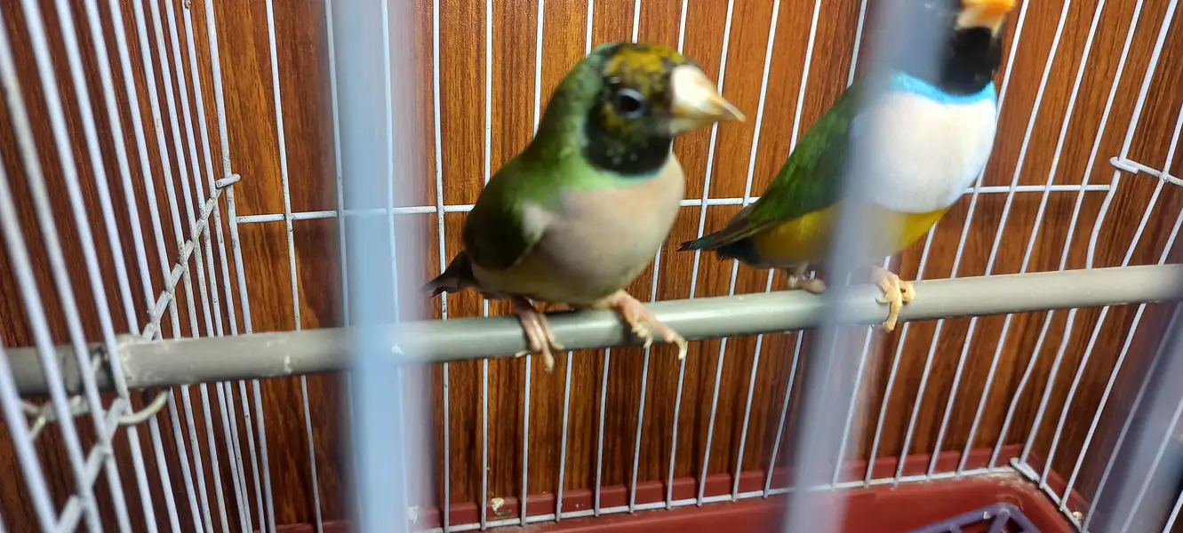 gouldian pair 3000 — photo 7