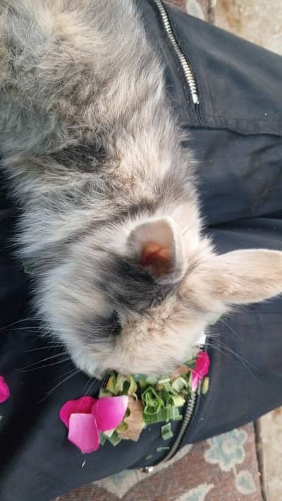 Netherlands Dwarf Bunny Pair For Sale