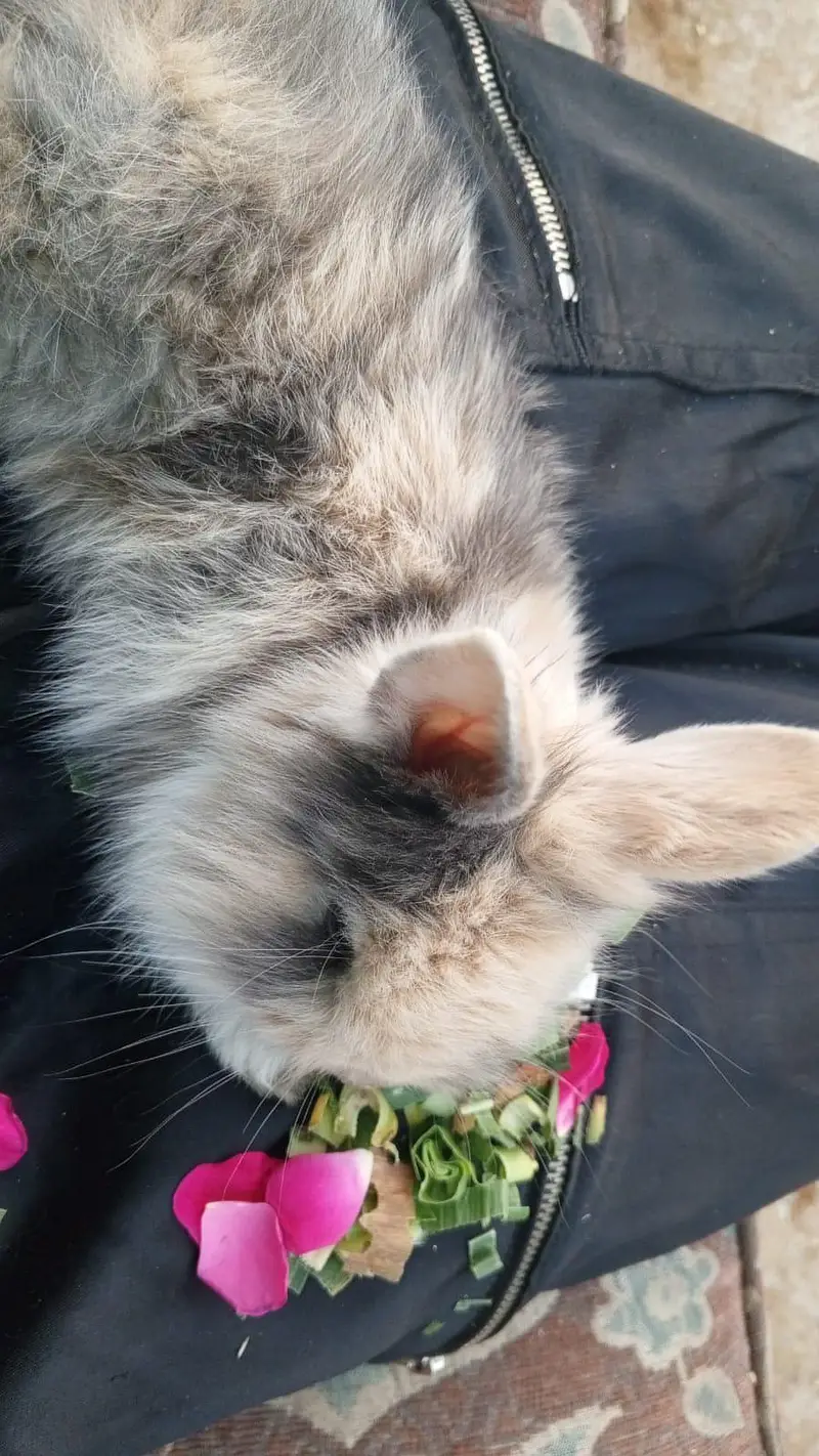 Netherlands Dwarf Bunny Pair For Sale