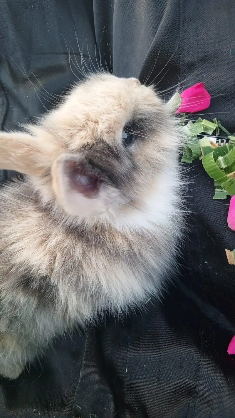 Netherlands Dwarf Bunny Pair For Sale — photo 2