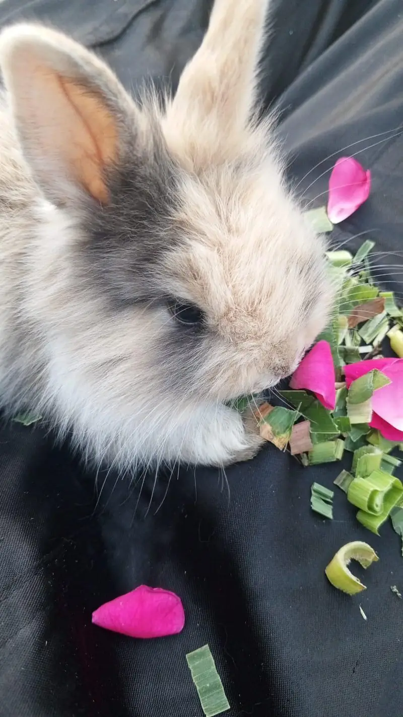 Netherlands Dwarf Bunny Pair For Sale — photo 3