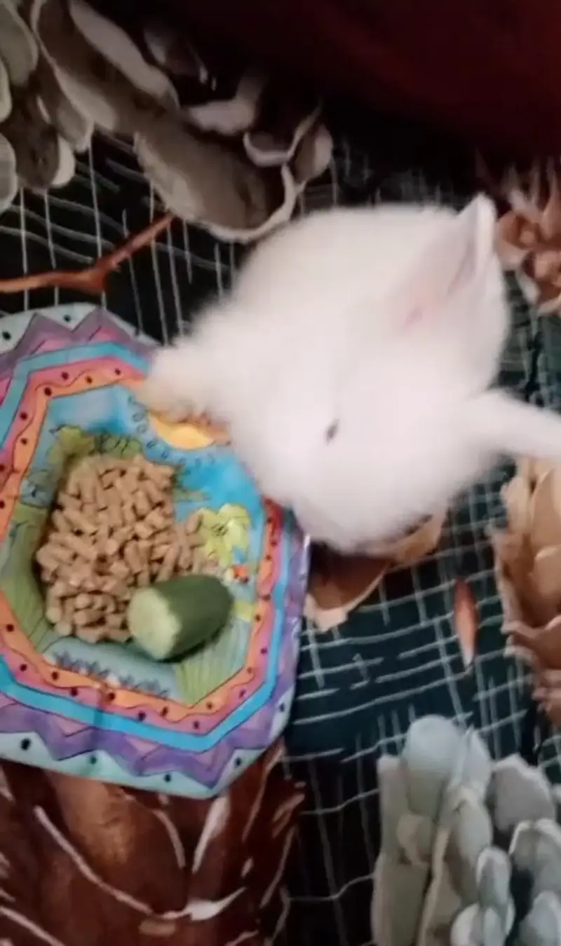 Netherlands Dwarf Bunny Pair For Sale — photo 4