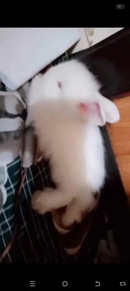 Netherlands Dwarf Bunny Pair For Sale — photo 5