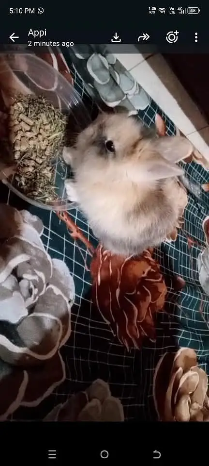 Netherlands Dwarf Bunny Pair For Sale — photo 6