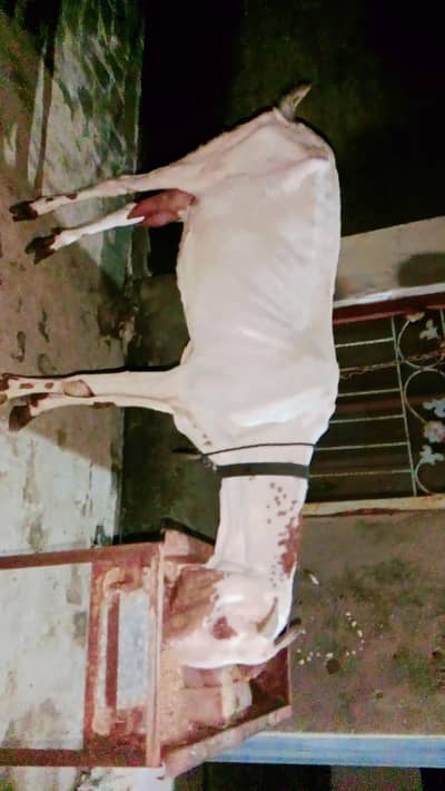 Makhir Chheni Bakri