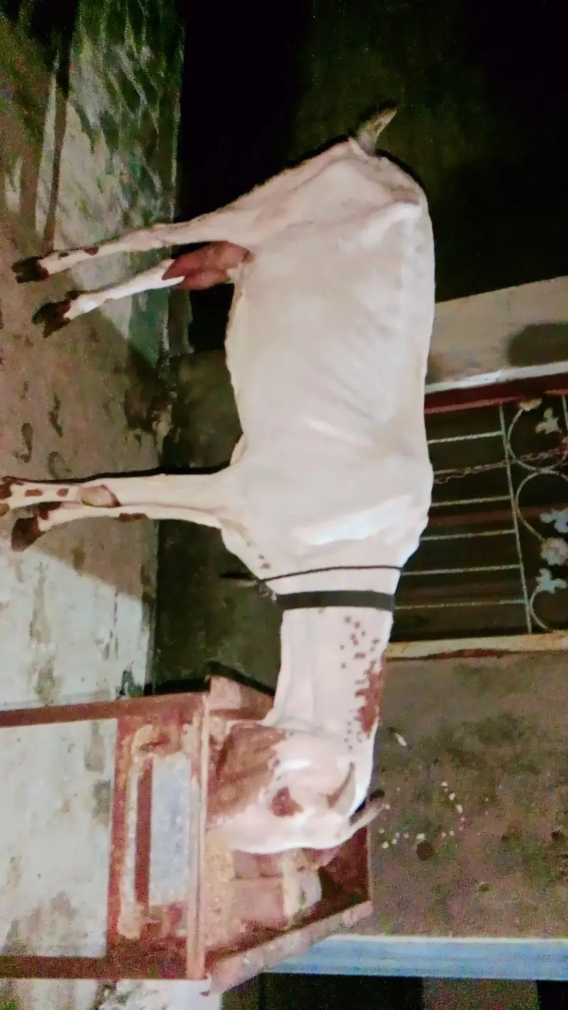 Makhir Chheni Bakri