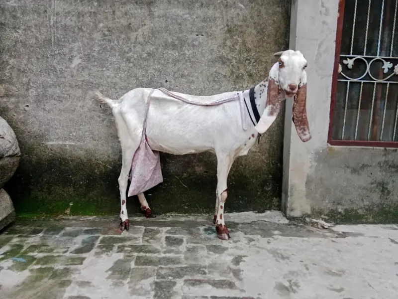 Makhir Chheni Bakri — photo 3
