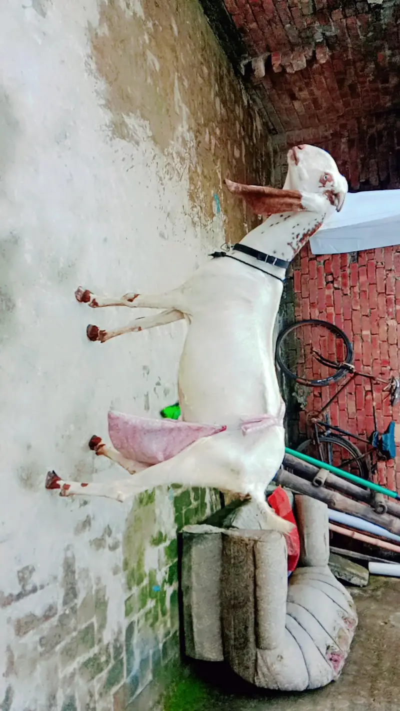 Makhir Chheni Bakri — photo 5