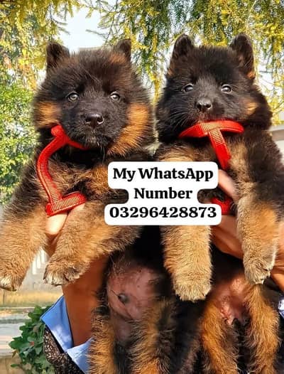 German Shepherd puppy for sale