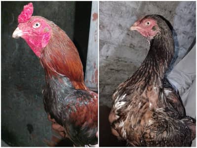 Pure Aseel Murga Murgi Pair
