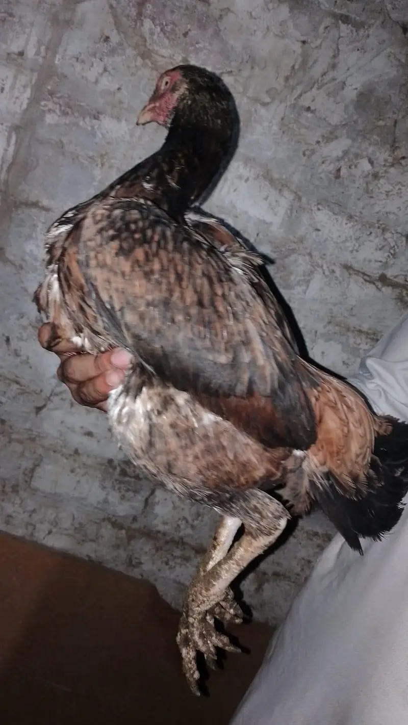 Pure Aseel Murga Murgi Pair — photo 3