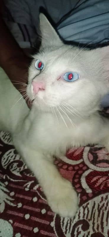 cat male