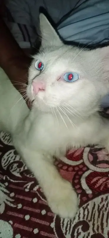 cat male