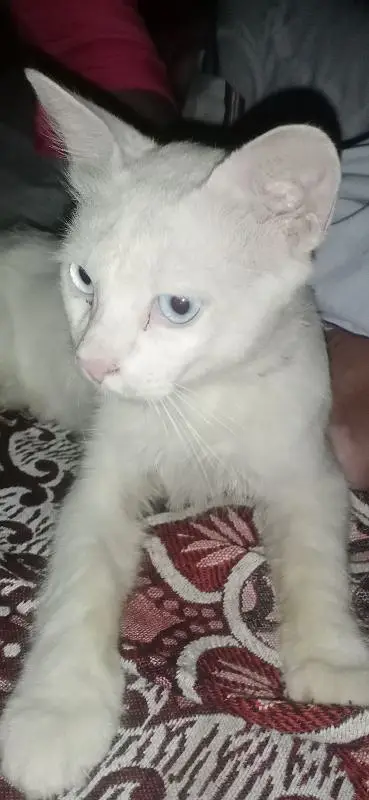 cat male — photo 2