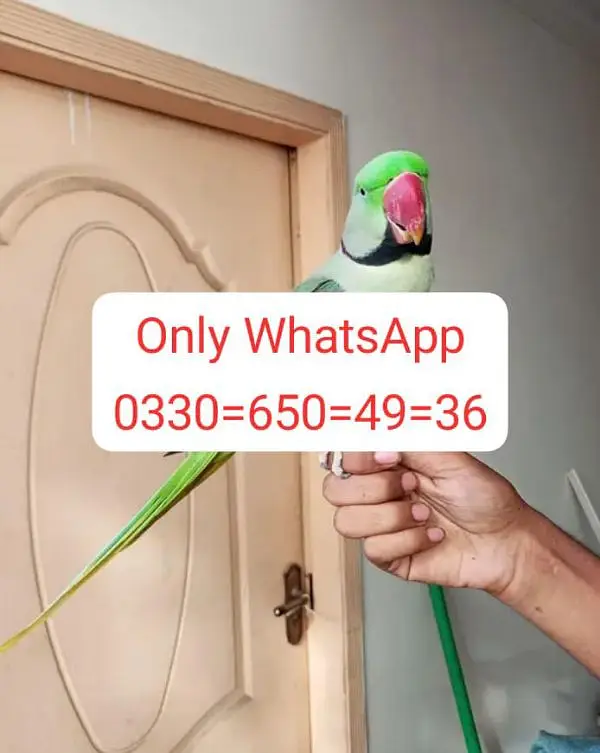 kashmiri raw parrot for sale 2 sal age