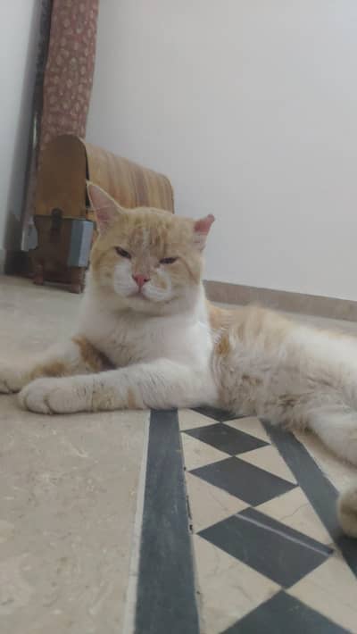 male healthy cat