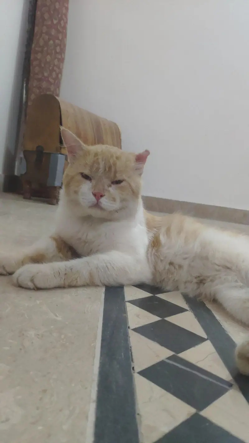 male healthy cat