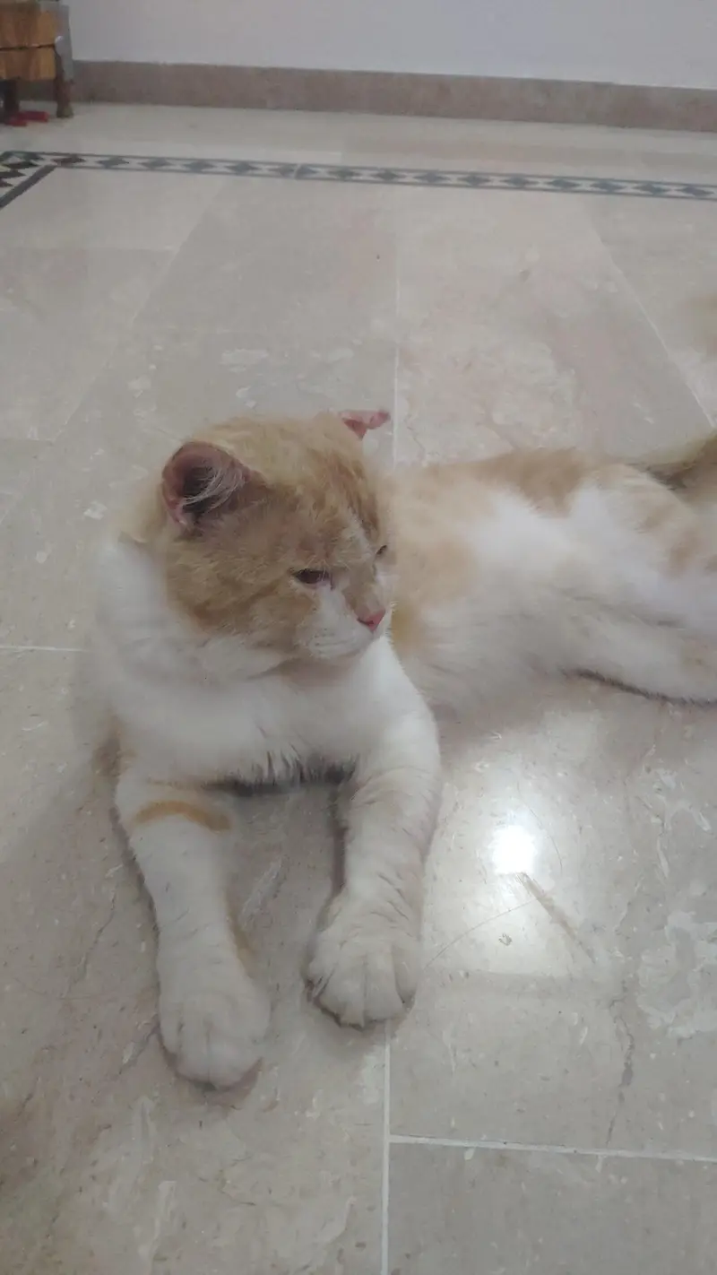 male healthy cat — photo 2