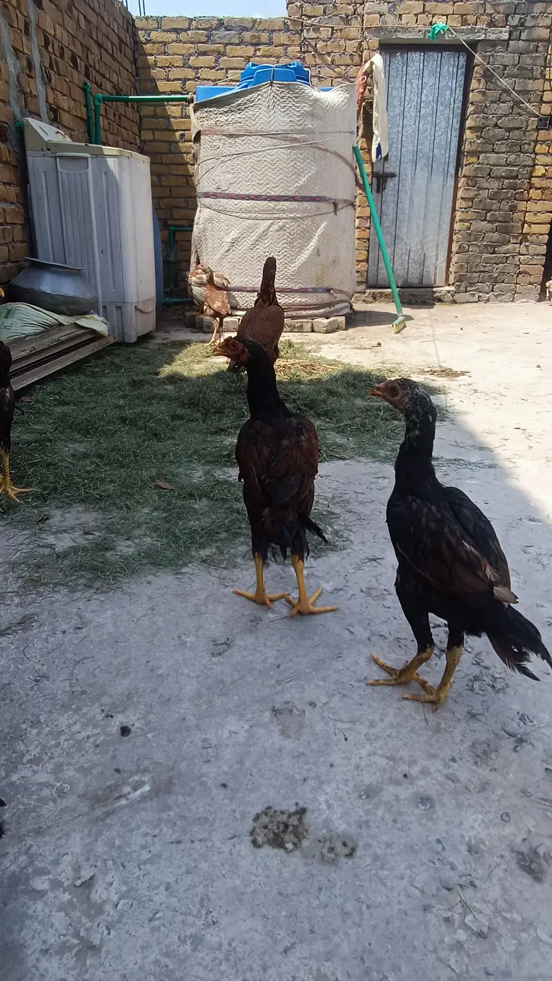 Kha nasal de taqreban vip — photo 4