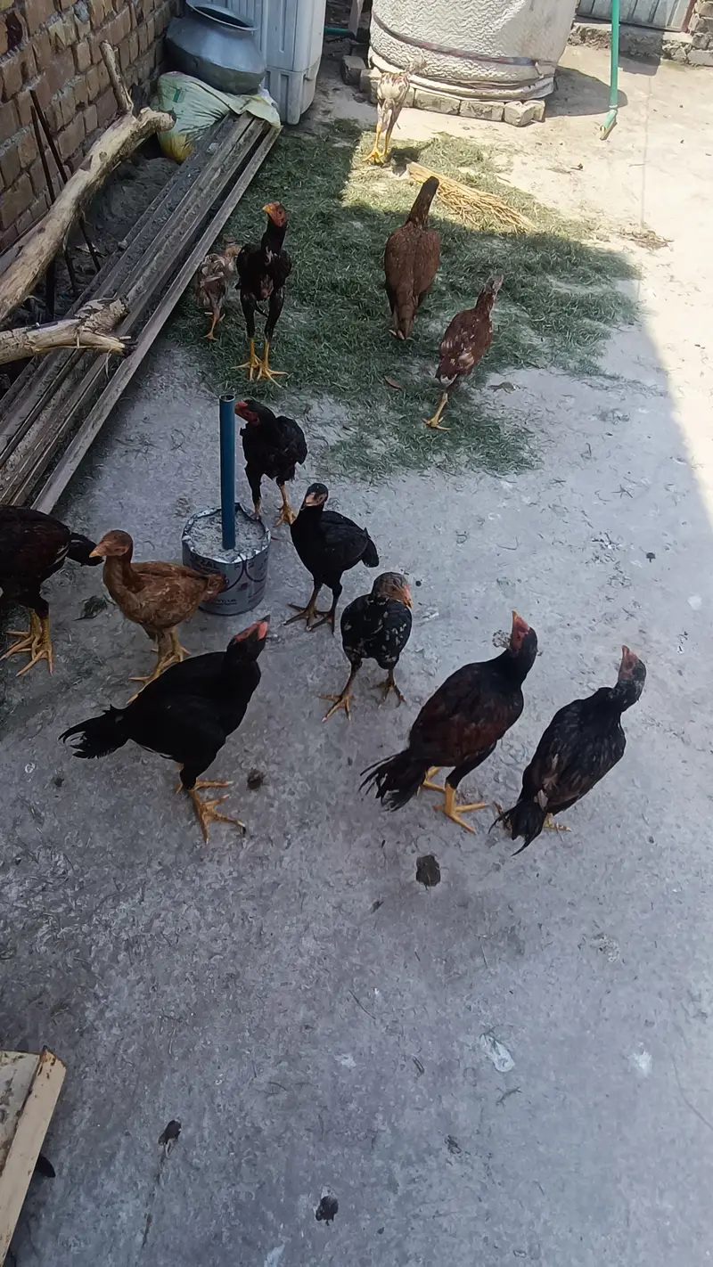 Kha nasal de taqreban vip — photo 6