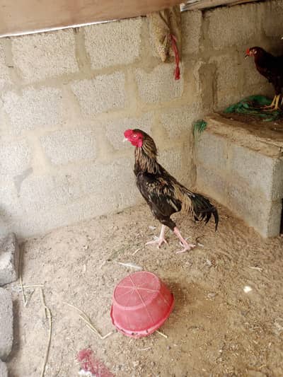 java cock urgent sail