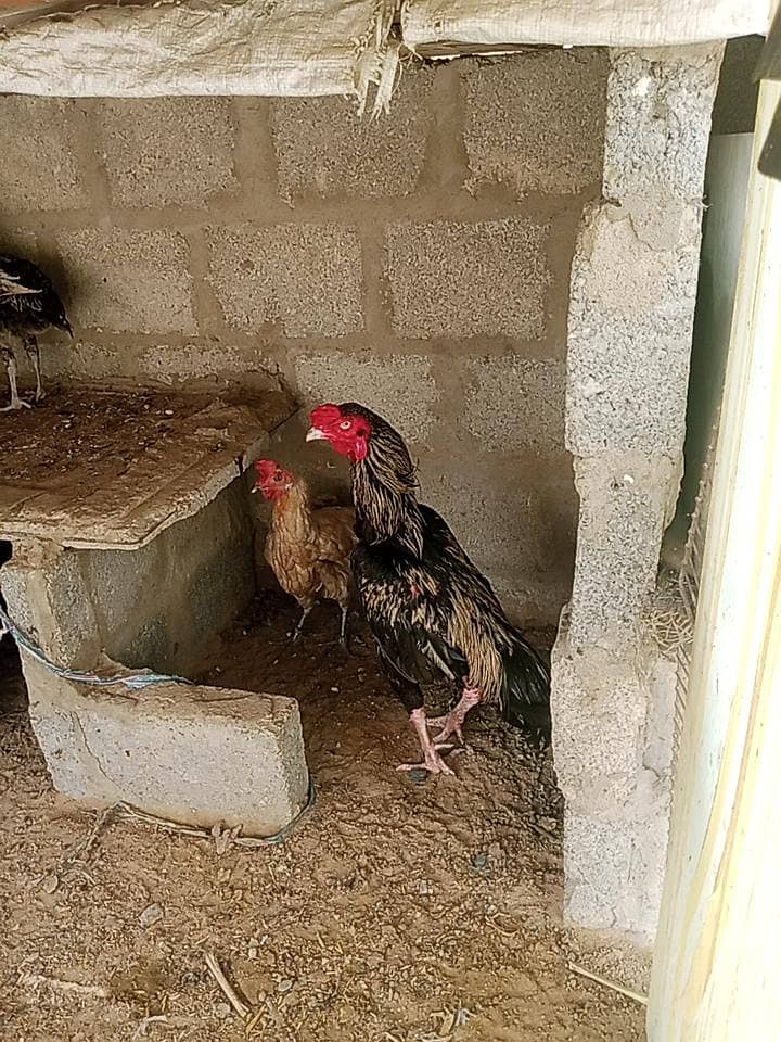 java cock urgent sail 1