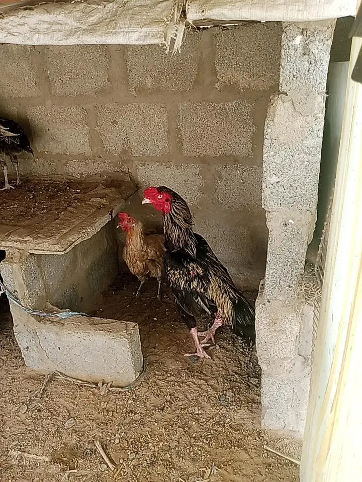java cock urgent sail — photo 2