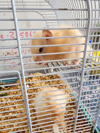 Hamster Pair Up for Sale