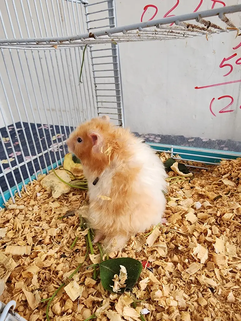 Hamster Pair Up for Sale — photo 2
