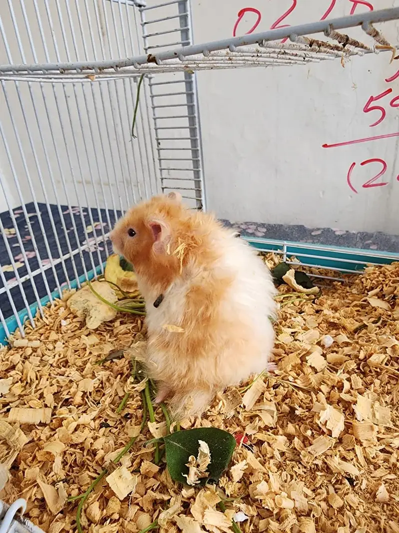 Hamster Pair Up for Sale — photo 3