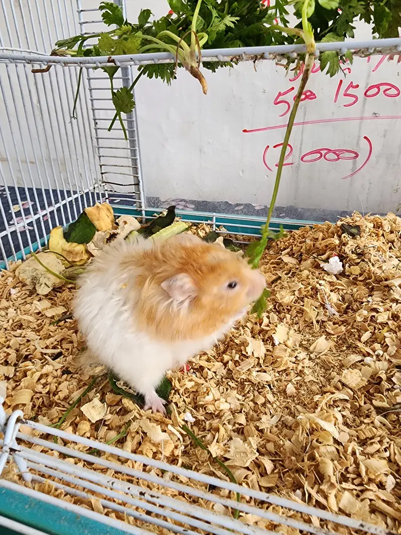 Hamster Pair Up for Sale — photo 4