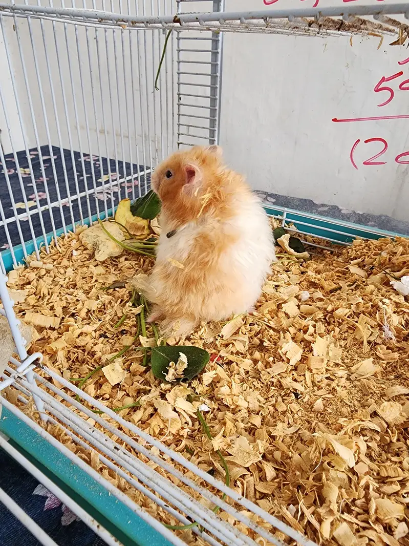 Hamster Pair Up for Sale — photo 6