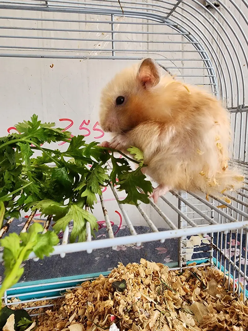 Hamster Pair Up for Sale — photo 7