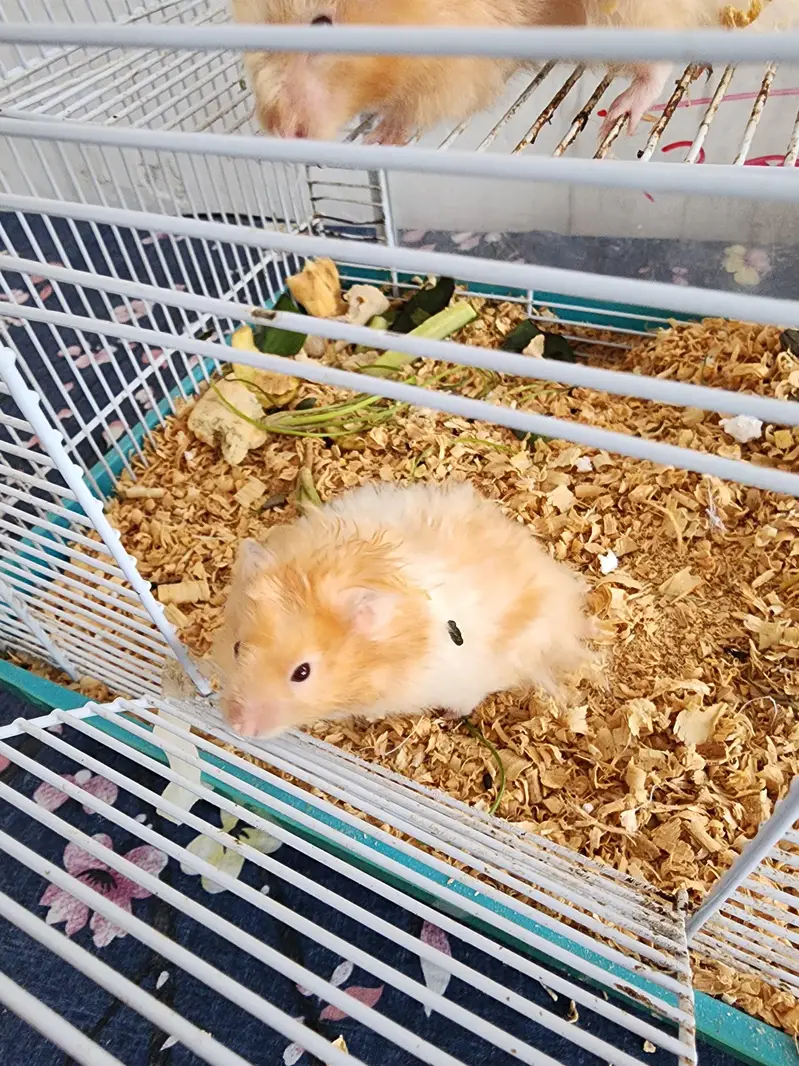 Hamster Pair Up for Sale — photo 8