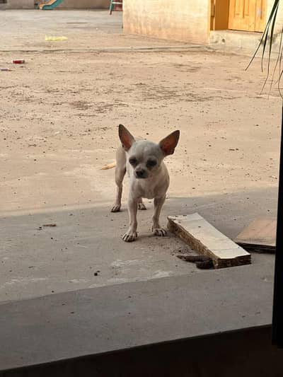 Mini Chihuahua - Toy Size Guard Dog - Urgent Sale