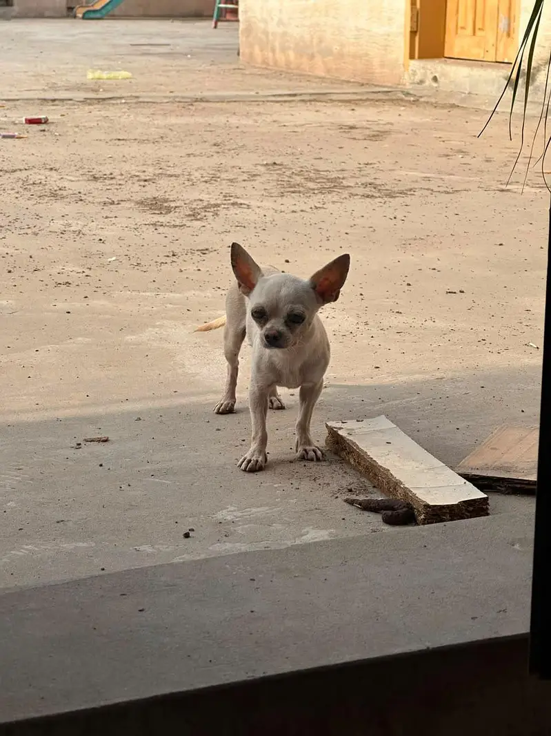 Mini Chihuahua - Toy Size Guard Dog - Urgent Sale