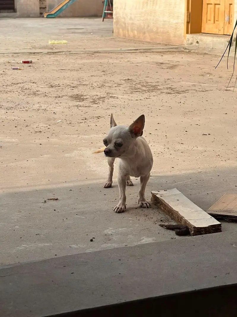 Mini Chihuahua - Toy Size Guard Dog - Urgent Sale — photo 2