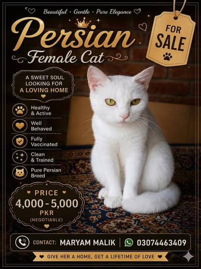 Persian Female Breeder Cat argent Sale