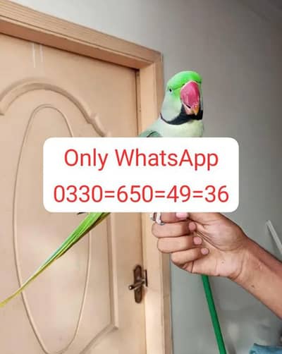 Kashmiri raw parrot to salej