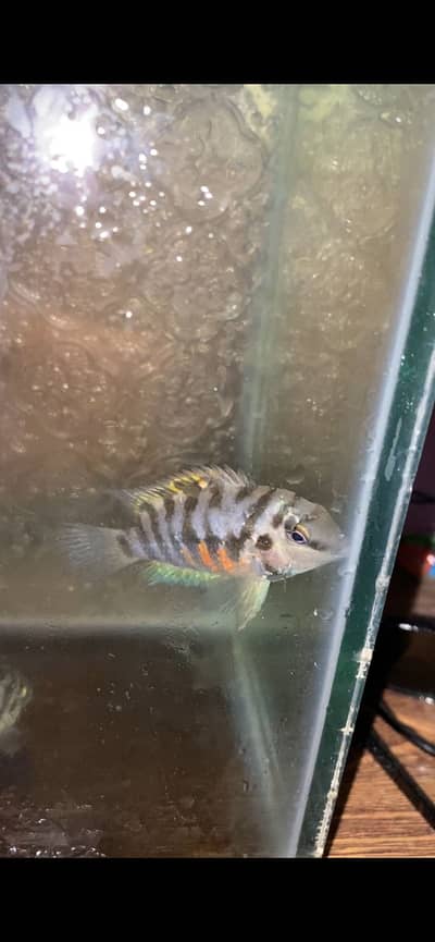 Polar blue pair