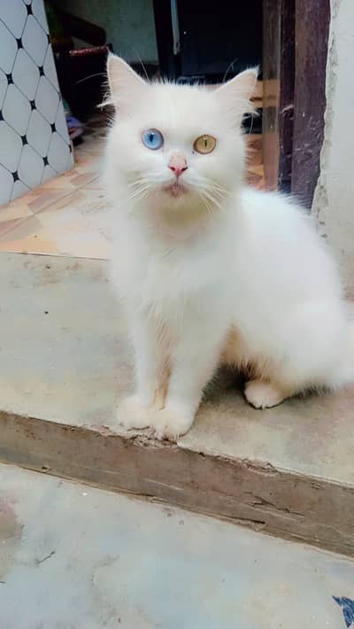 female cats od eyes. with 5 kitten's