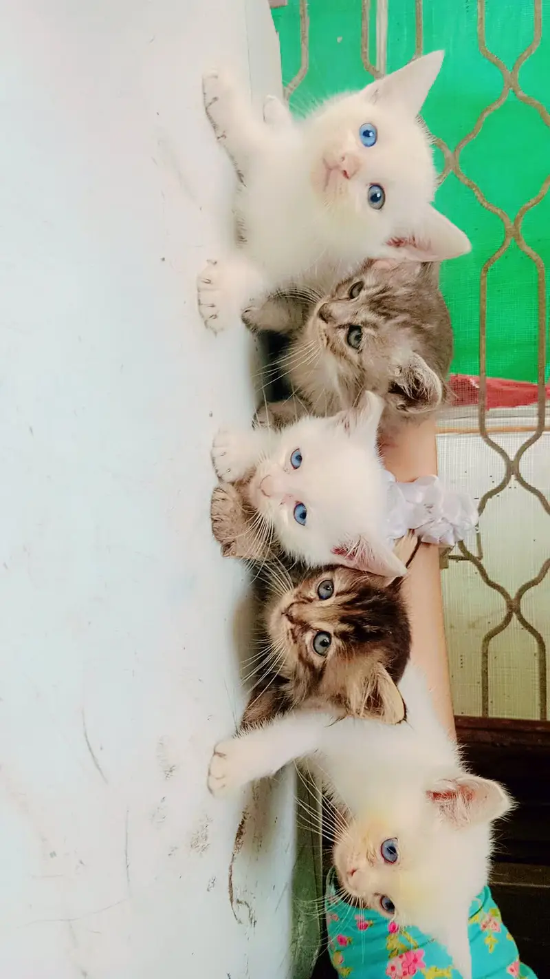 female cats od eyes. with 5 kitten's — photo 2