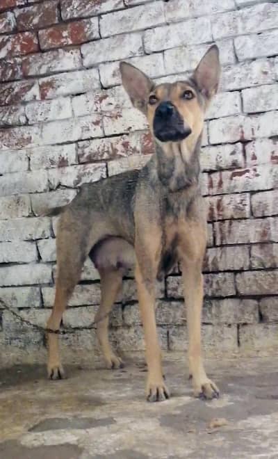 Alsatian female available for sale