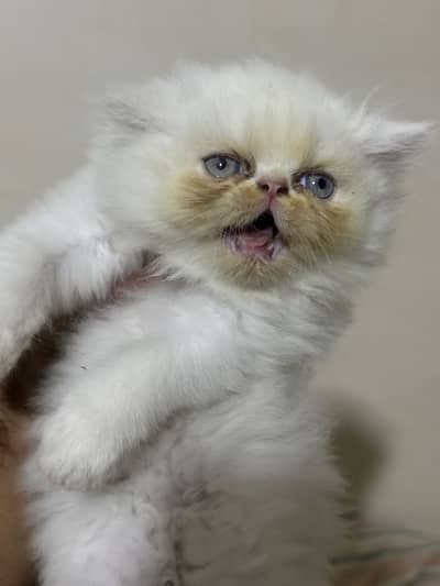 Pure peki kitten in blue eyes  heavy bone stucture pink nose heavy paw