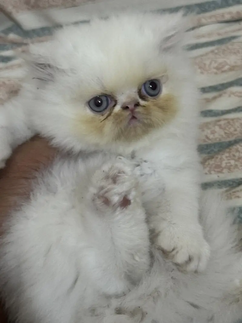 Pure peki kitten in blue eyes  heavy bone stucture pink nose heavy paw — photo 2
