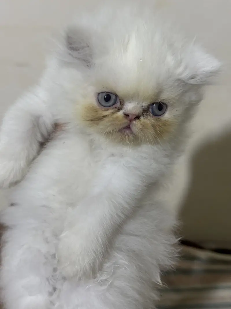 Pure peki kitten in blue eyes  heavy bone stucture pink nose heavy paw — photo 3