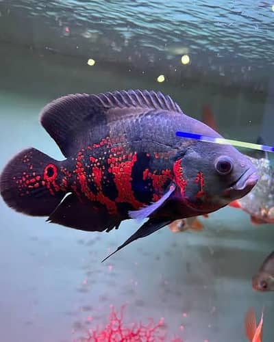 fish & aquarium Munseeb price 03268301979